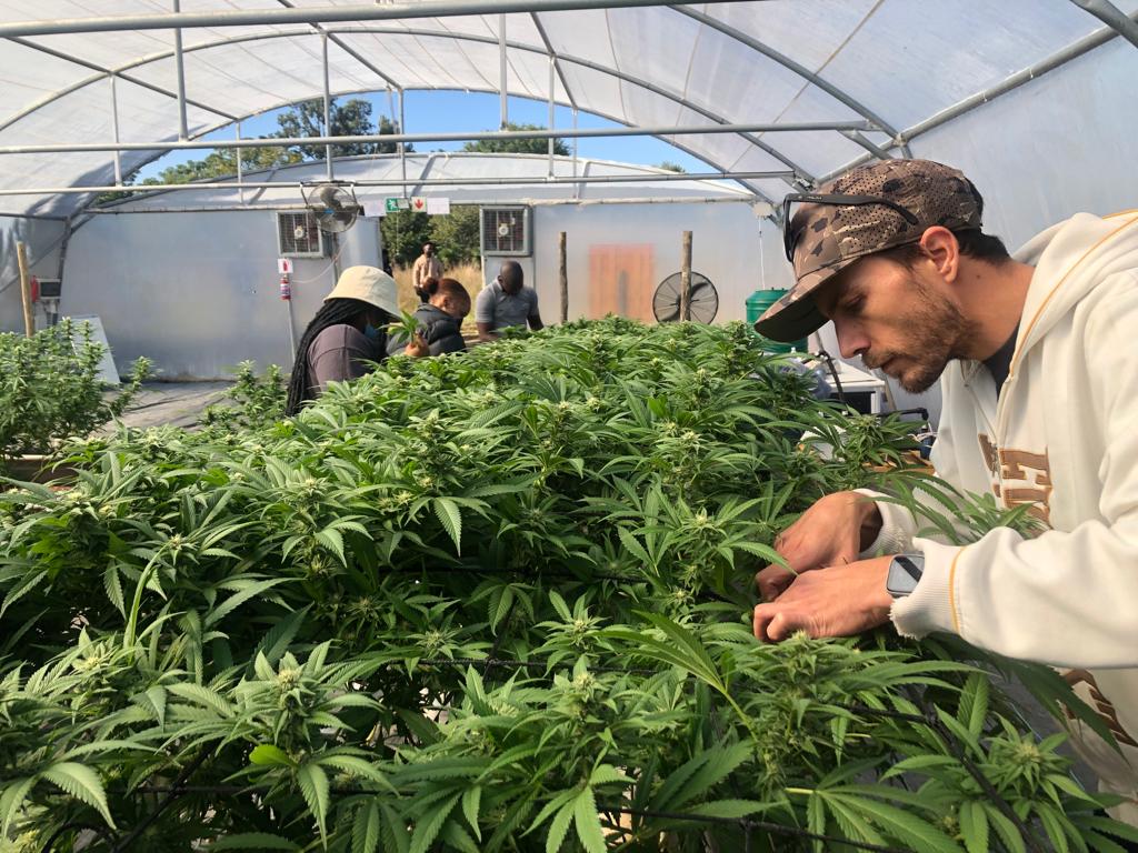 More Than Just Weed: How Cheeba Africa is Growing Minds and&nbsp;Markets